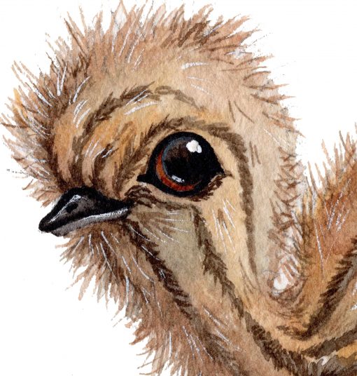 Emu Chicks Wall Sticker