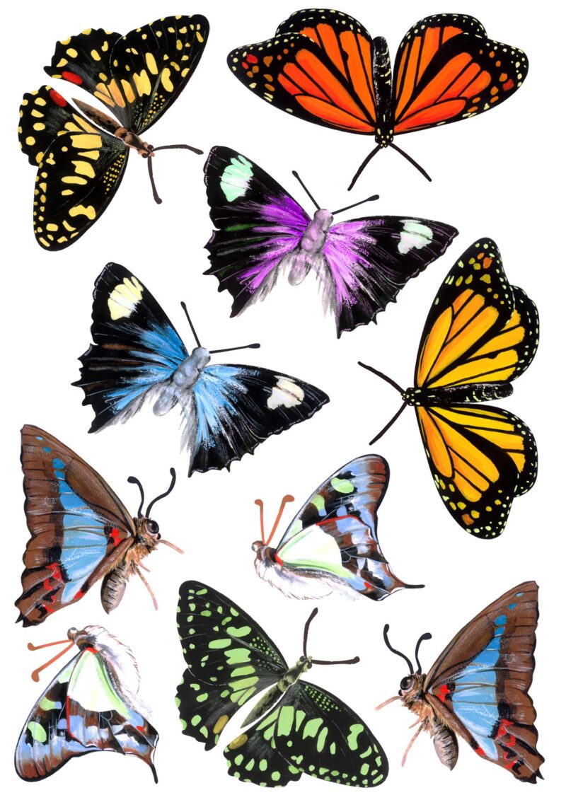 Mixed Butterfly Wall Decal Pack